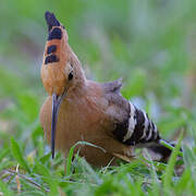 Madagascan Hoopoe