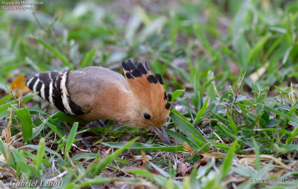 Madagascan Hoopoe