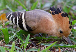 Madagascar Hoopoe