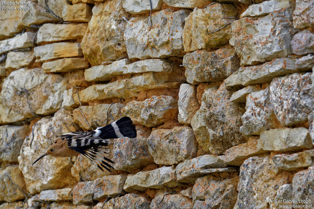 Eurasian Hoopoe male