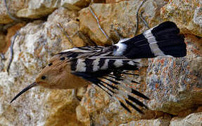 Eurasian Hoopoe