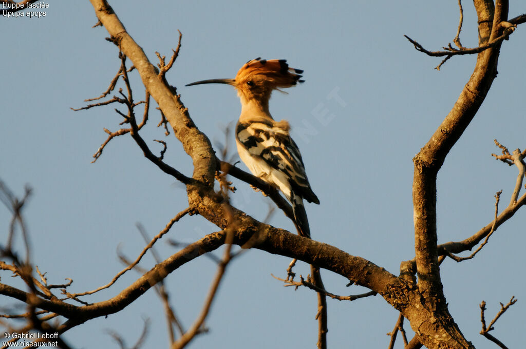 Eurasian Hoopoe