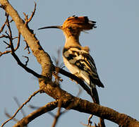 Eurasian Hoopoe