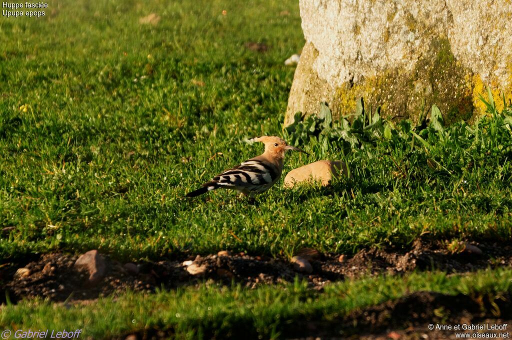 Eurasian Hoopoe