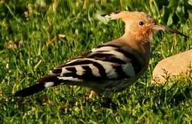 Eurasian Hoopoe