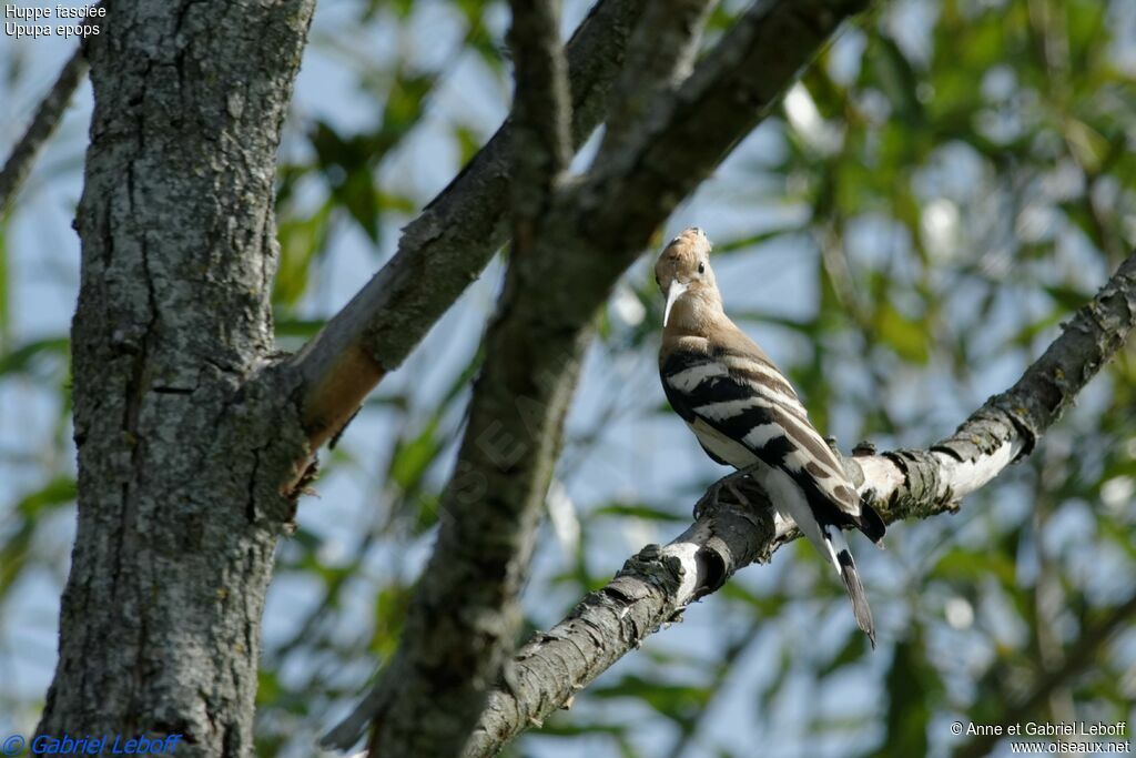 Eurasian Hoopoe