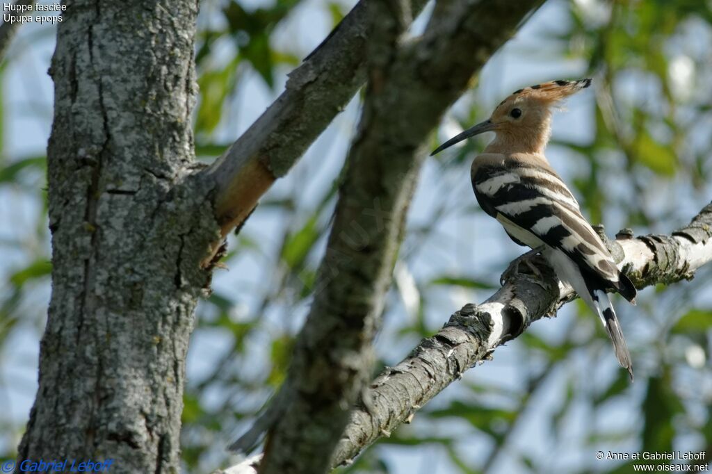 Eurasian Hoopoe