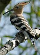 Eurasian Hoopoe