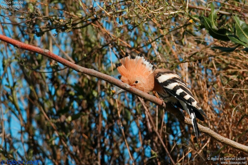 Eurasian Hoopoe