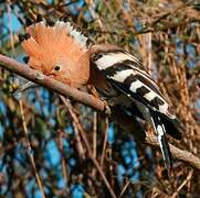 Eurasian Hoopoe