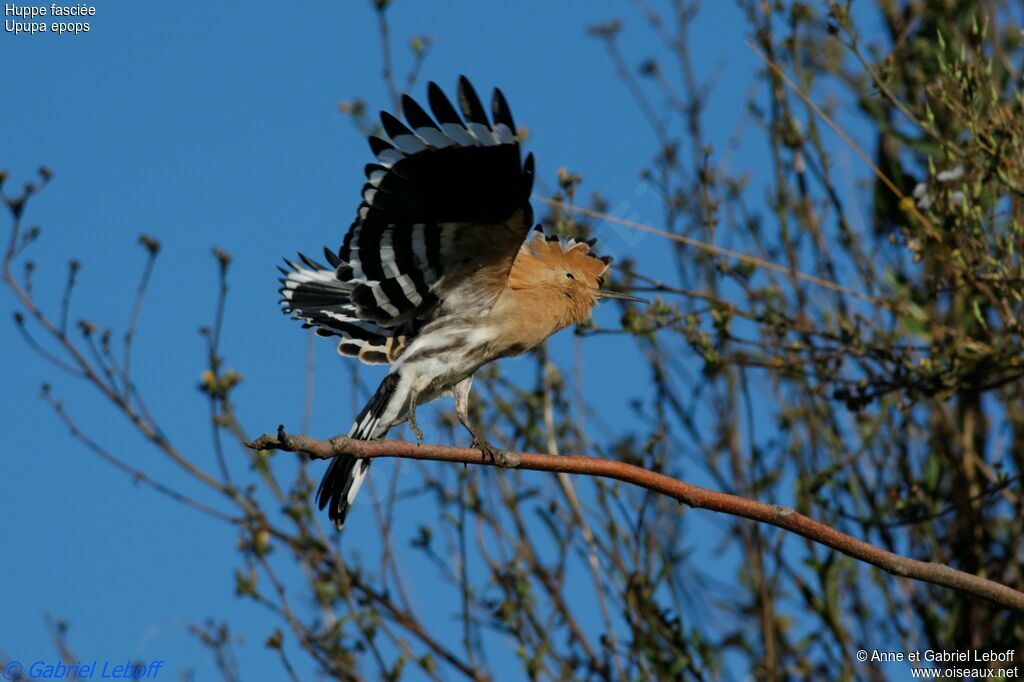 Eurasian Hoopoe