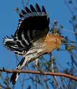 Eurasian Hoopoe