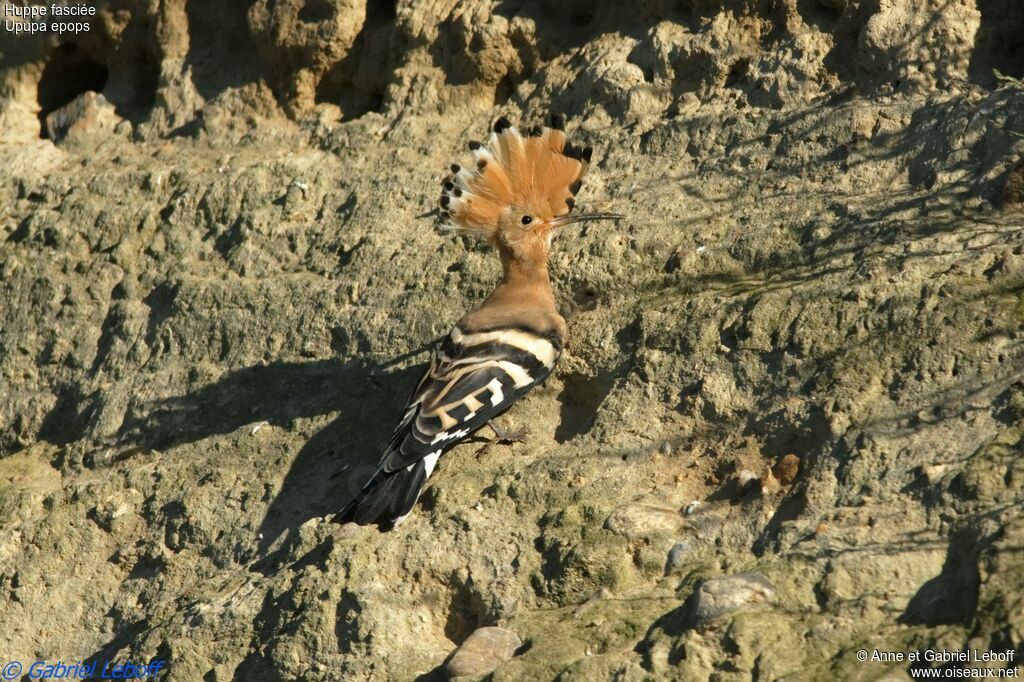 Eurasian Hoopoe