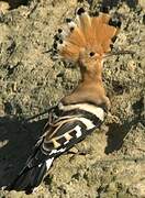 Eurasian Hoopoe