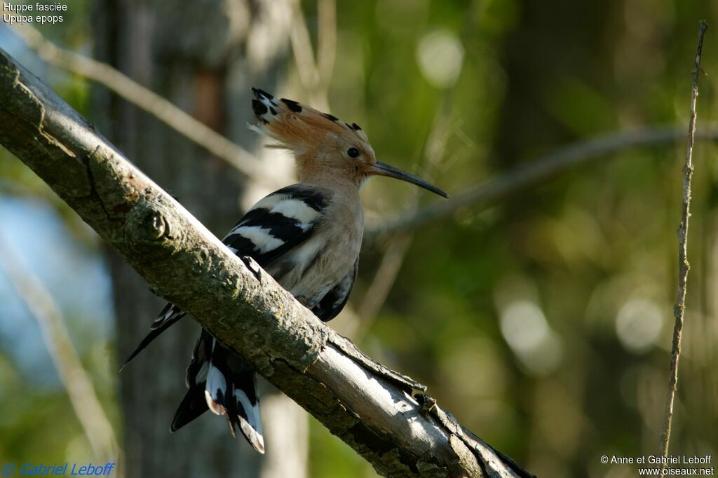 Eurasian Hoopoe