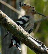 Eurasian Hoopoe