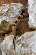 Eurasian Hoopoe