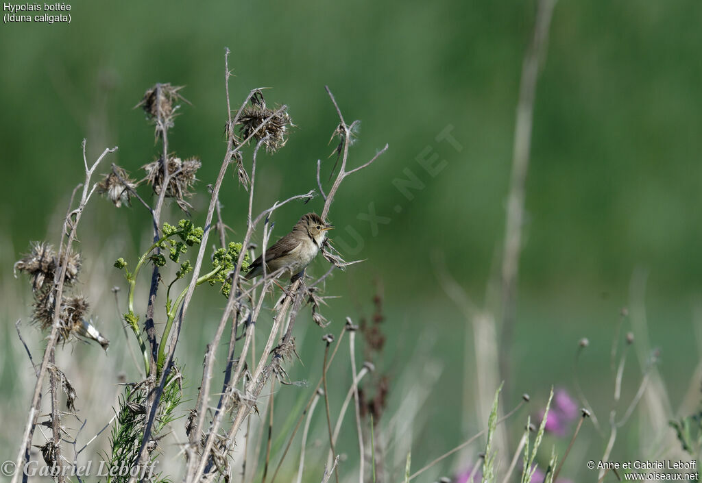 Booted Warbler