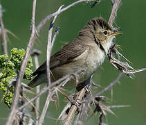 Booted Warbler