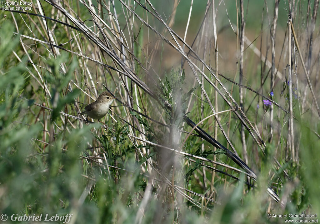 Booted Warbler