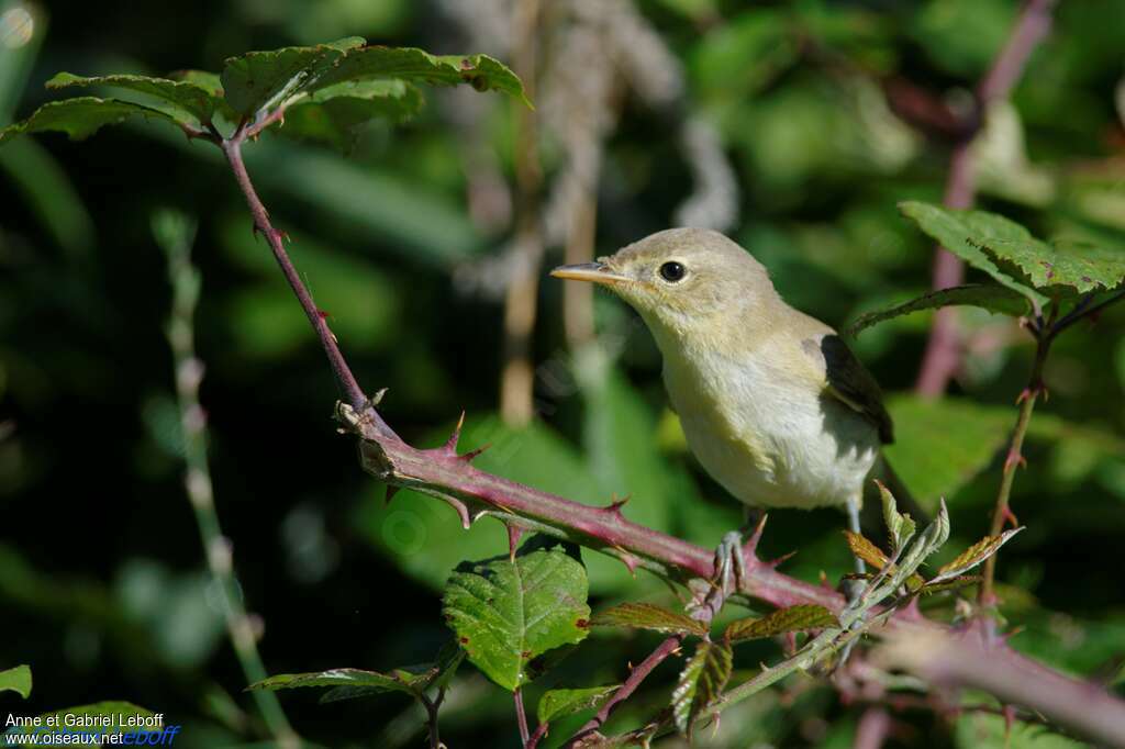 Melodious Warblerjuvenile, identification