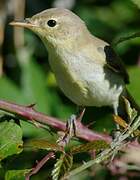 Melodious Warbler