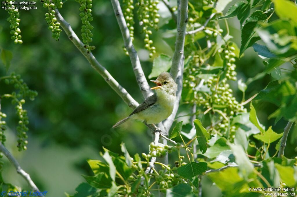 Melodious Warbler