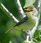 Melodious Warbler