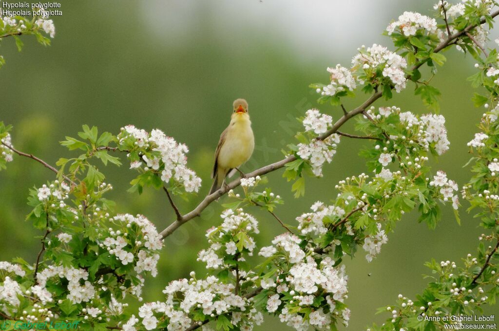 Melodious Warbler