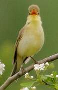 Melodious Warbler