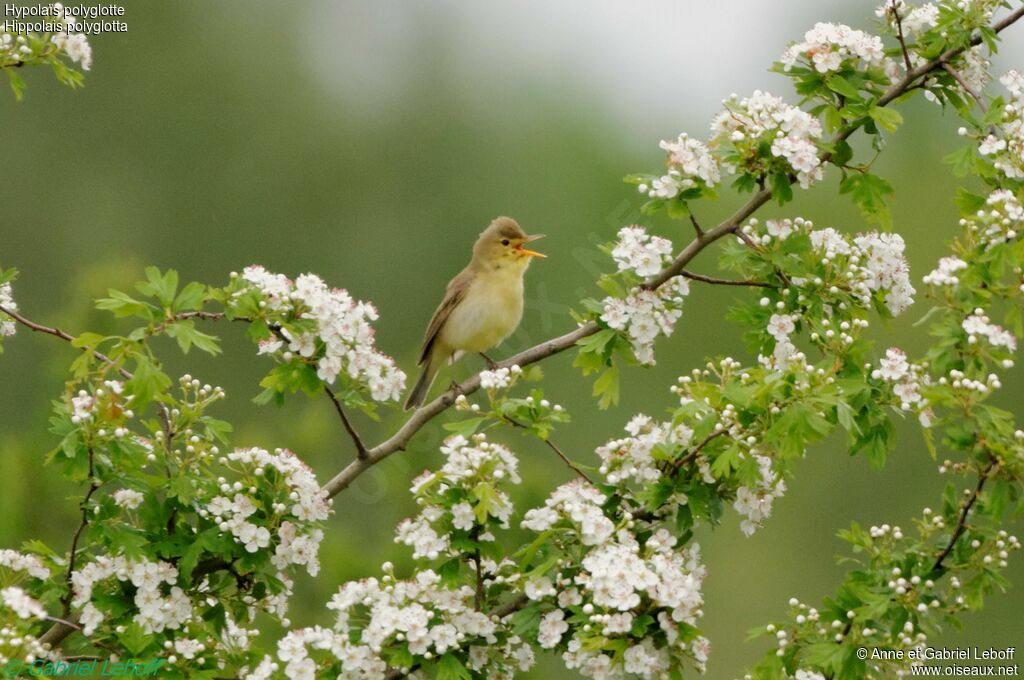 Melodious Warbler