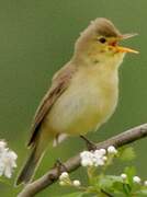 Melodious Warbler