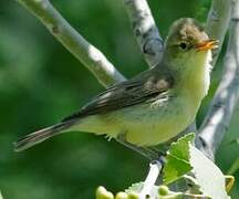 Melodious Warbler