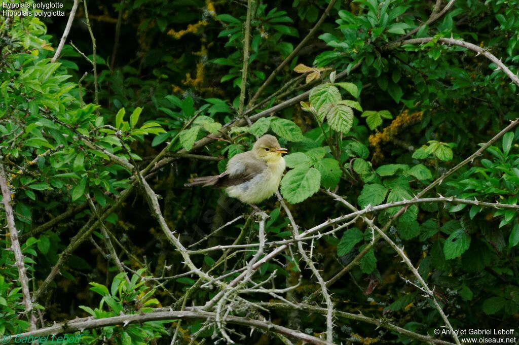 Melodious Warbler