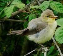 Melodious Warbler