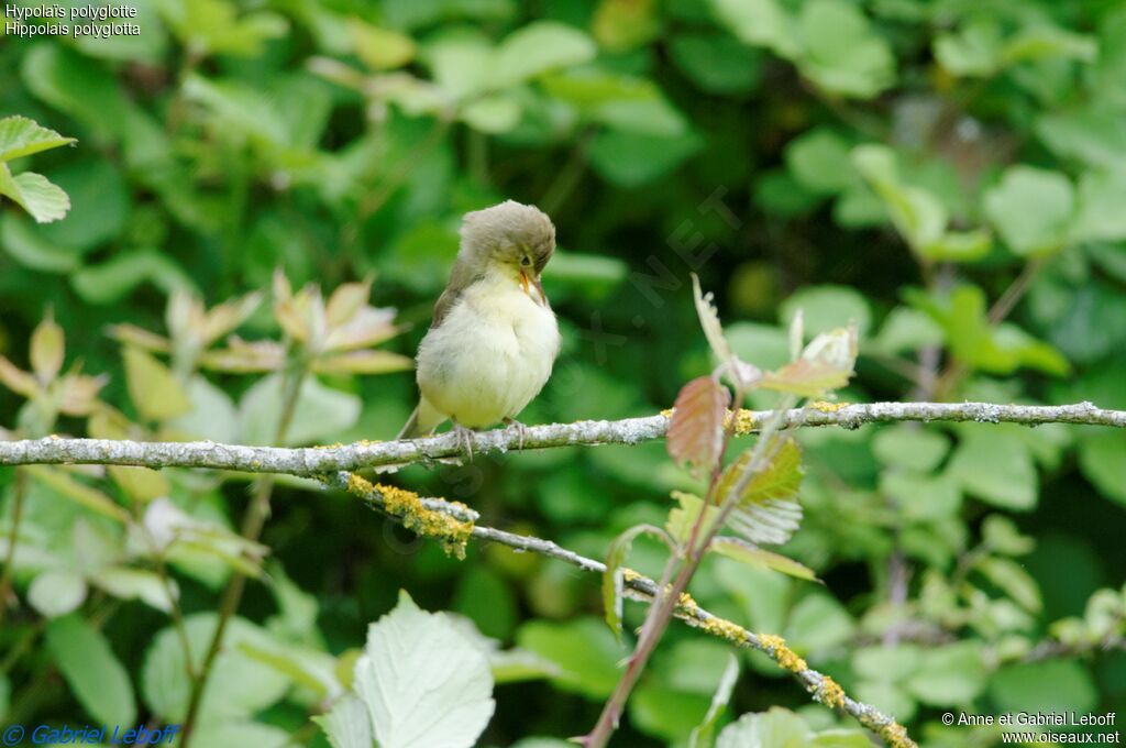 Melodious Warbler