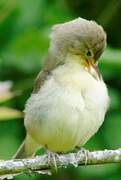 Melodious Warbler