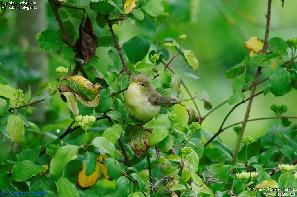 Melodious Warbler