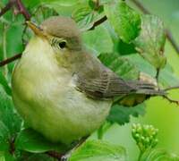 Melodious Warbler