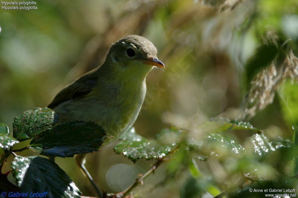 Melodious Warblerjuvenile