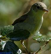 Melodious Warbler