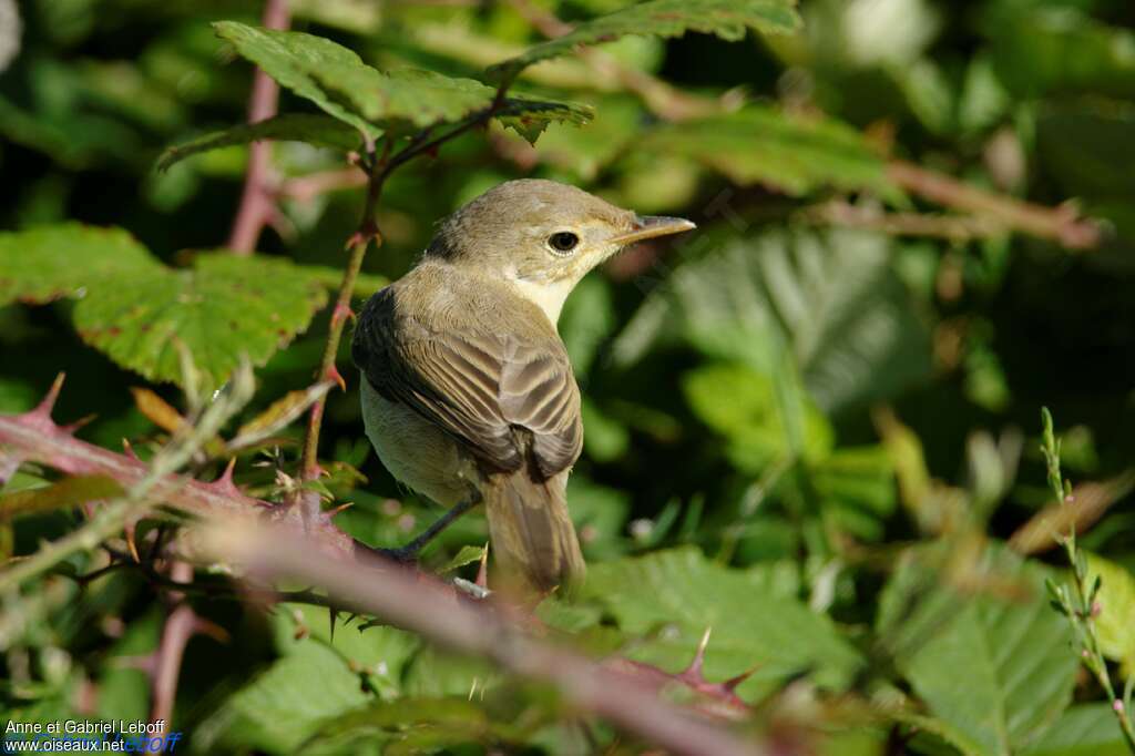 Hypolaïs polyglottejuvénile, identification