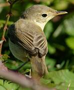 Melodious Warbler