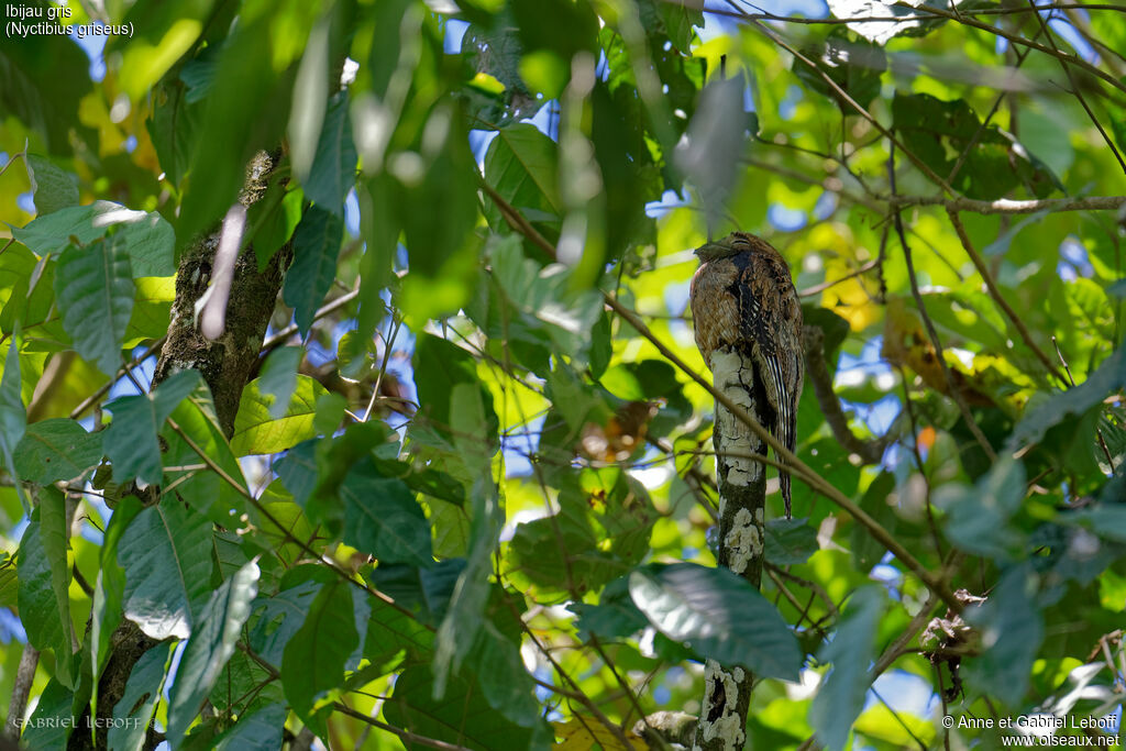 Common Potoo