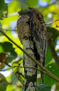 Common Potoo