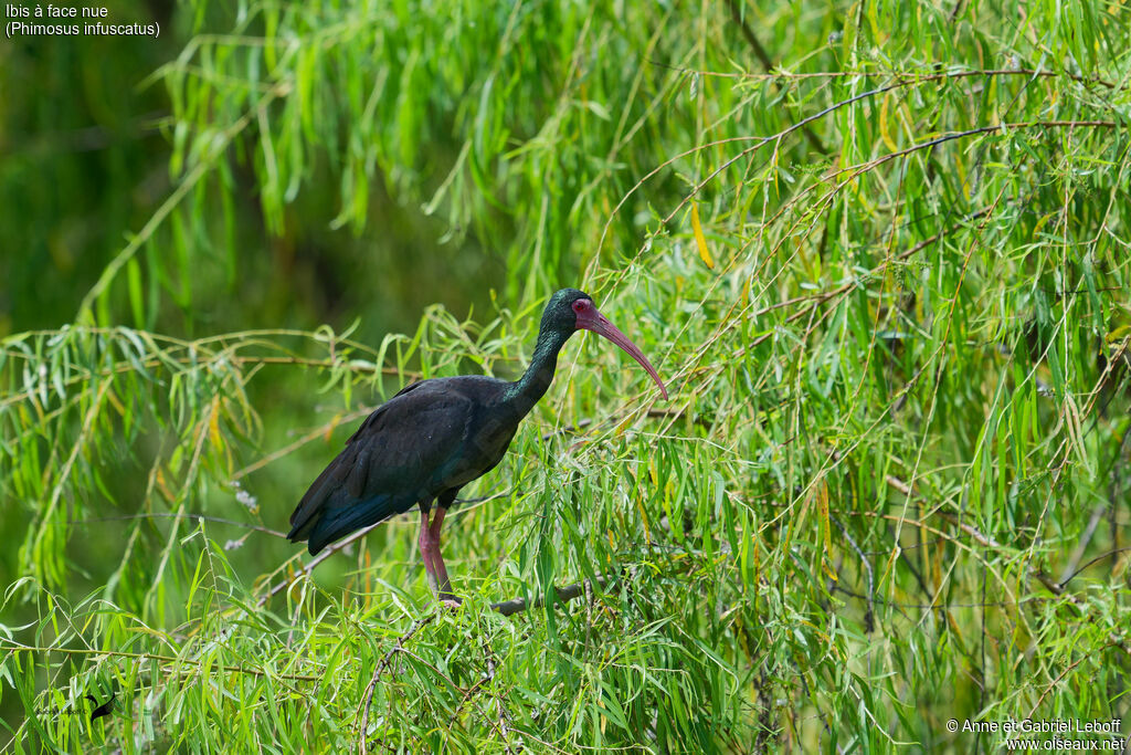 Ibis à face nueadulte