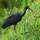 Ibis à face nue