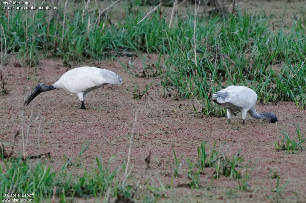 Ibis à tête noire