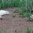 Ibis à tête noire