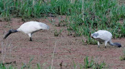 Ibis à tête noire